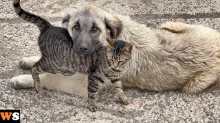 Big Dog Who Grew Up Among Cats Is Now So Gentle To All Cats