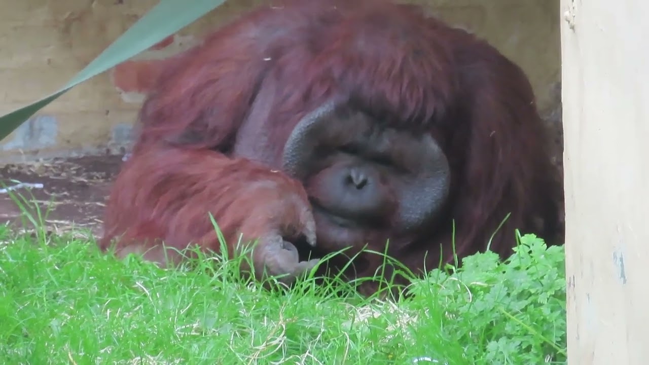 Male Bornean orangutan (Pongo pygmaeus) at Dudley Zoo