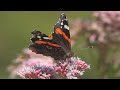 ADMIRAL Schmetterling | auf Schmetterlingspflanze &quot;Wasserdost&quot;