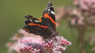 ADMIRAL Schmetterling | auf Schmetterlingspflanze &quot;Wasserdost&quot;