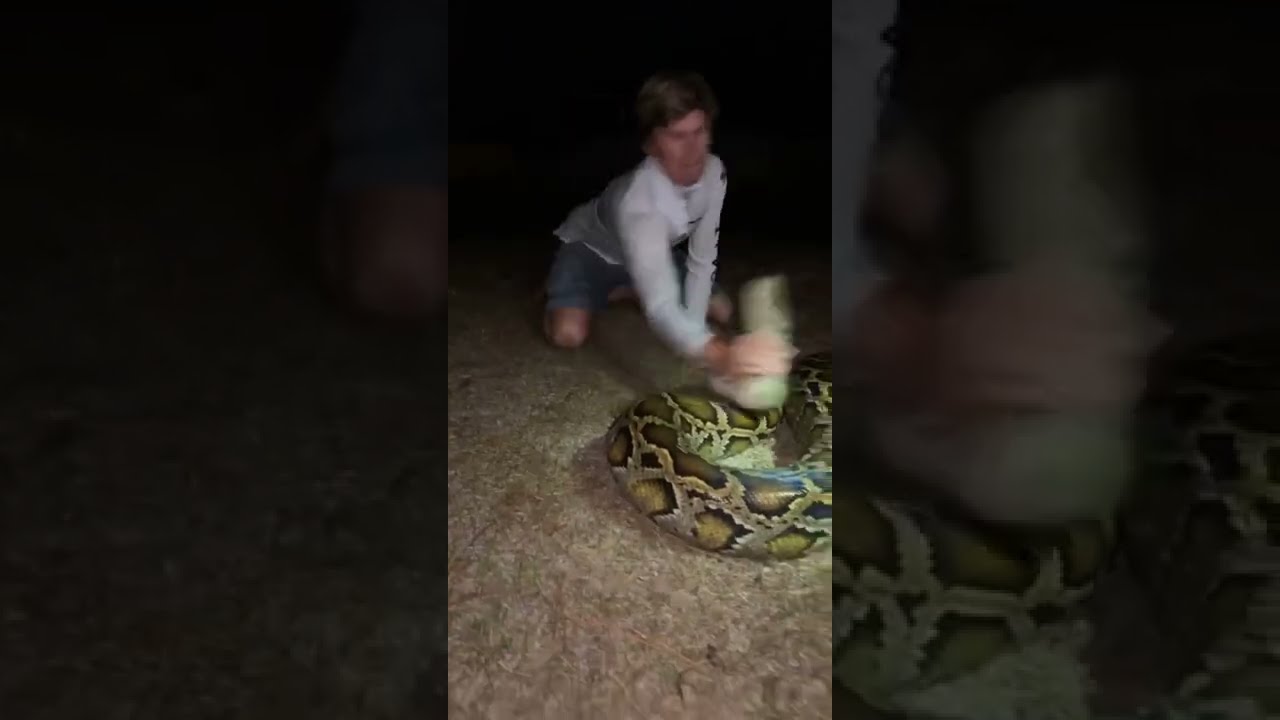 That S A Big One Snake Youtubeshorts Florida Wildlife