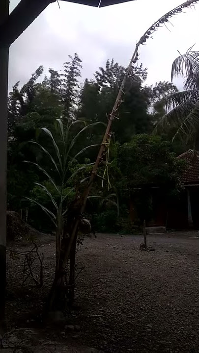 pas angin e ruwet. pring e mobat mabit