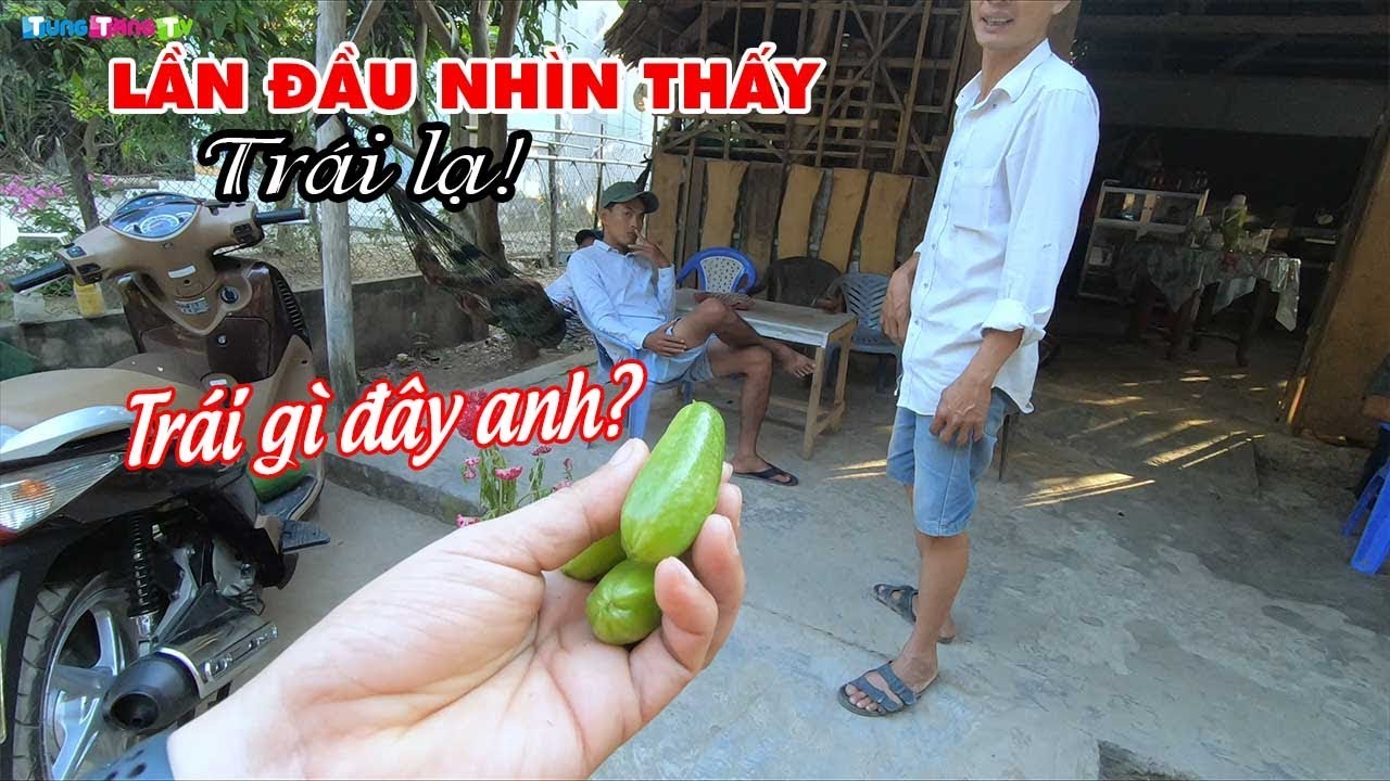Lần đầu nhìn thấy Trái Lạ chua léc của miền Tây, chạy... - youtube