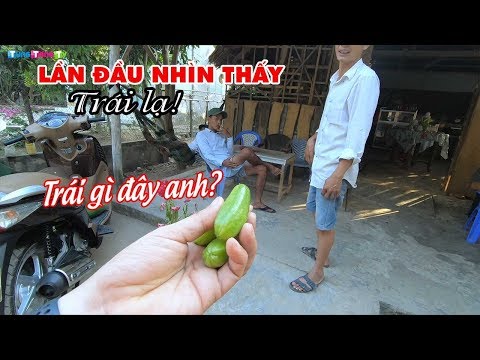 Video Lần đầu nhìn thấy Trái Lạ chua léc của miền Tây, chạy... - youtube