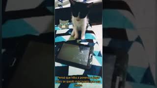 Gatico :-P kitten kattungar Kätzchen chatons γατάκια кошенята kattunger القطط котята 小猫 小貓 子猫 새끼 고양이