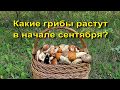 Какие грибы растут в начале сентября.