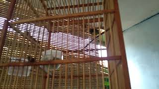 Kolibri wulung/wayang gacor ...