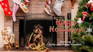 Smartest Dog Koby Decorates for Holidays.