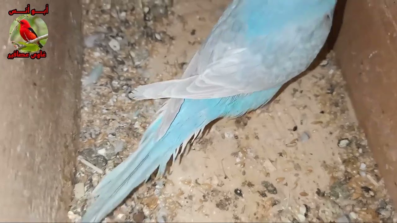 فتح عشوش جميل جدا ما شاء الله