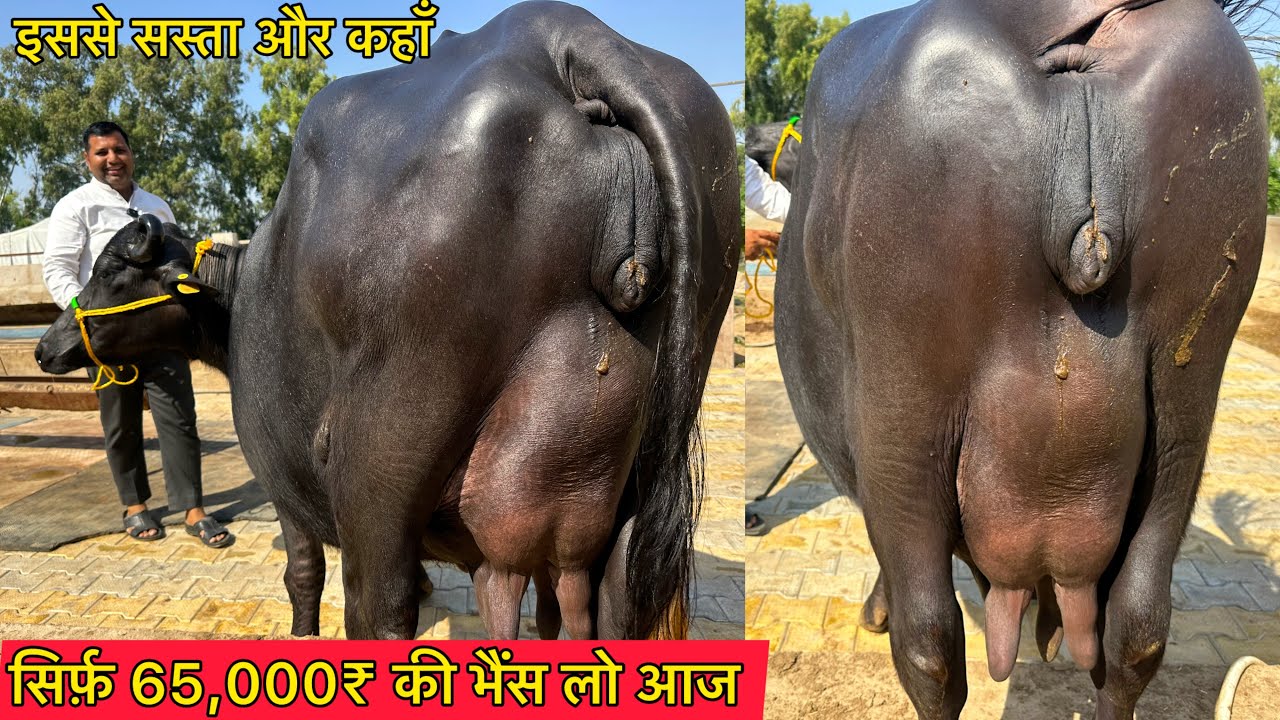 😱 सिर्फ़ ही 65,000₹ की झोटी लो ताजी बियाई । 6 भैंसे बिकाऊ दूध 12 से 20 लीटर । Shubash Bishnoi 