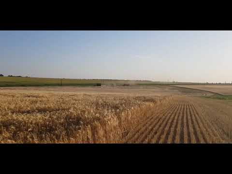 Выращивание оз.ячменя. No-till