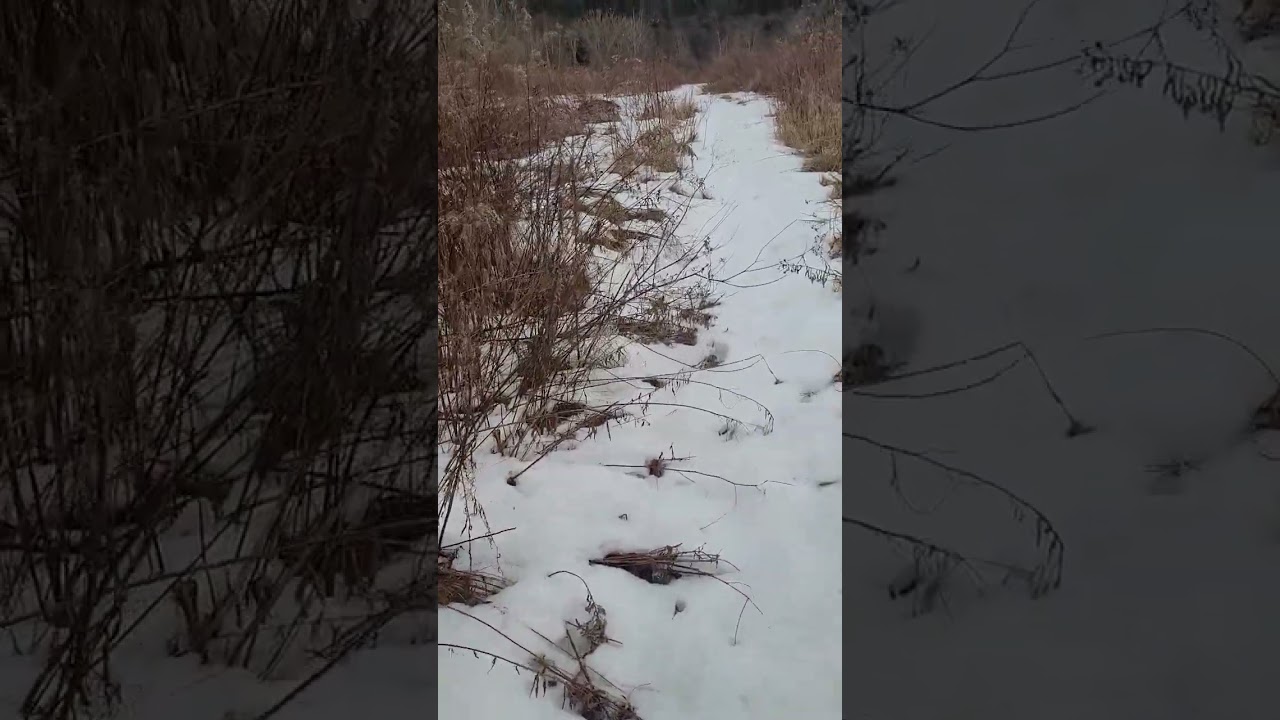 Monday Moving Meditation : Celebration