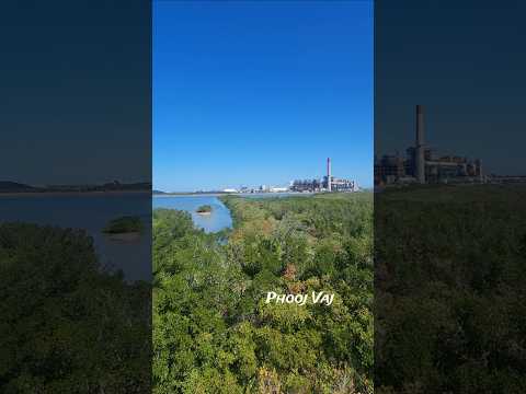 School of Mullet Swimming #fish #saltwater #wildlife #nature #exploring