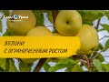 ОБЗОР КАТАЛОГА «ВЕСНА 2020»: яблони с ограниченным ростом