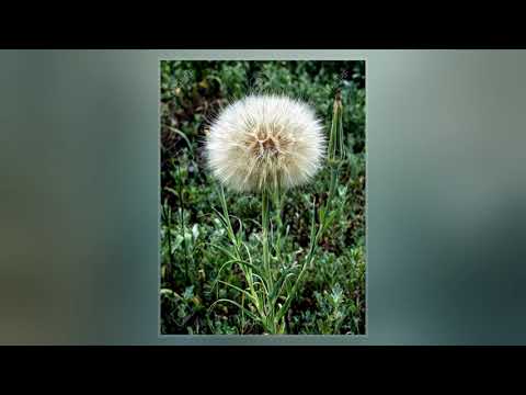 Tragopogon Pratensis