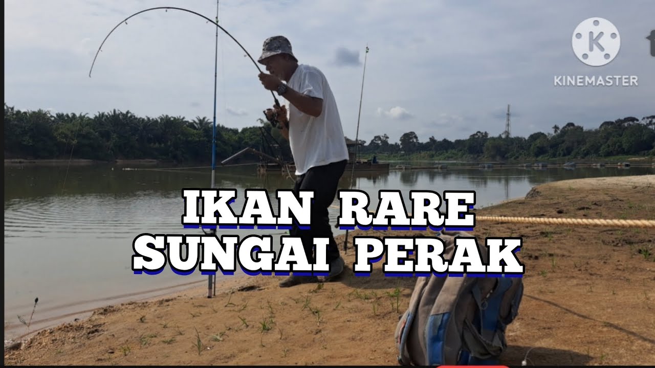 IKAN JELAWAT SUNGAI PERAK.