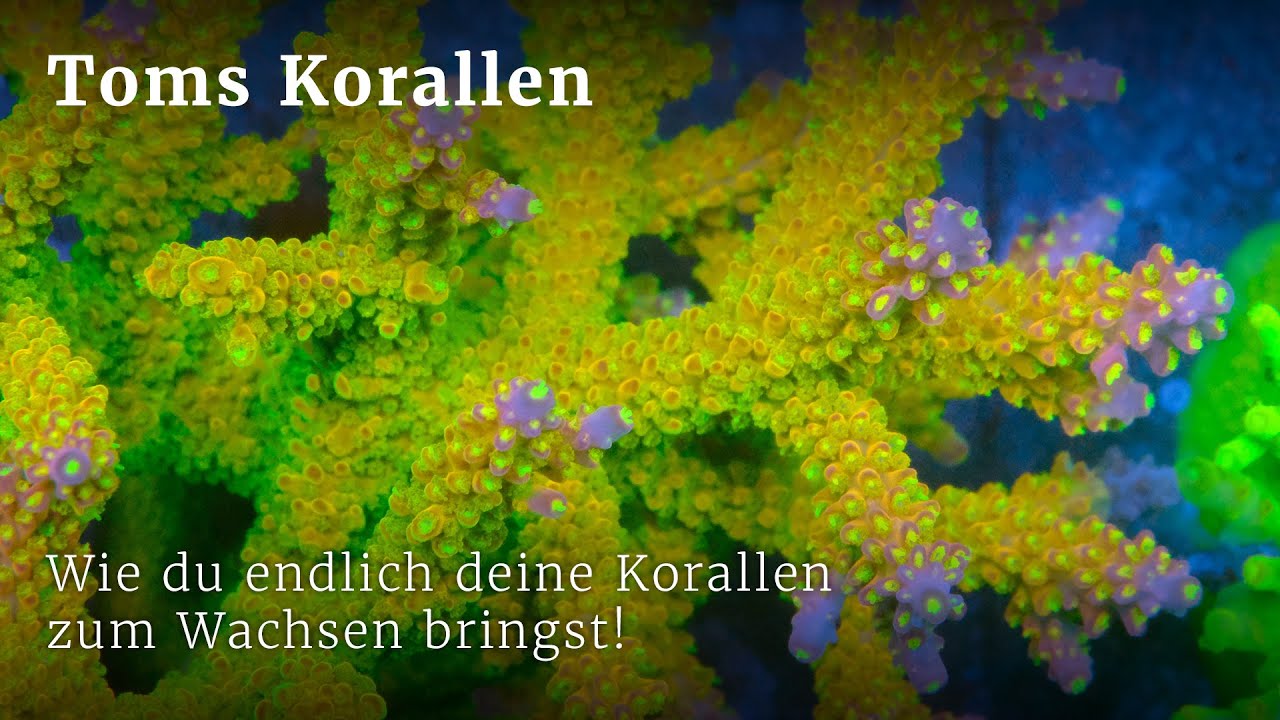 Wie ich meine Korallen zum Wachsen gebracht habe!