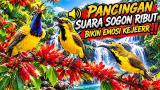 PANCINGAN SUARA SOGON RIBUT BIKIN EMOSI KEJEERR‼️