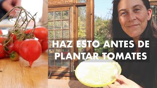 Haz esto antes de Plantar tus Tomates | Planificar para más y mejores Frutos