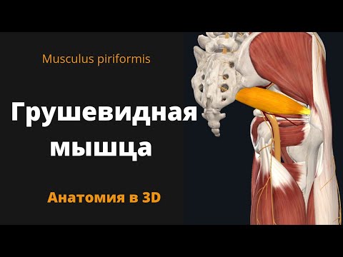 Грушевидная мышца- Musculus Piriformis- Анатомия- 3D  обзор-