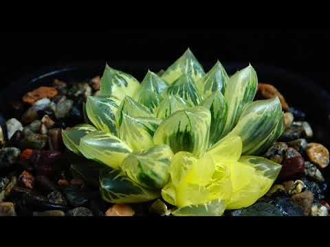 Video: Prugasti Haworthia