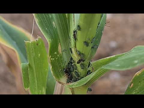فيديو: حشرات المن والنمل - العلاقة بين المن والنمل