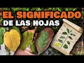 Plantas ENFERMAS y Cómo CURARLAS 🍂 Hojas amarillas, se enrollan o se arrugan | Enfermedades y Plagas