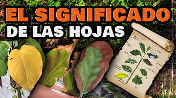 ¿Significan las hojas amarillas exceso o falta de agua?