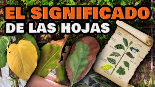 Plantas ENFERMAS y Cómo CURARLAS  Hojas amarillas, se enrollan o se arrugan | Enfermedades y Plagas
