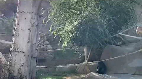 Gorilla Winston Family ゴリラウィンストン家族 サンディエゴサファリパーク