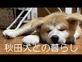 秋田犬【ゴン太】おじちゃん 大好き♡ その1　お帰り！ あそぼ♡