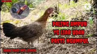 Suara pikat ayam hutan betina paling ampuh ‼️yg liar udah pasti ngumpul