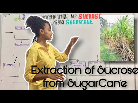 Video: Hvordan utvinnes sukrose fra sukkerrør?
