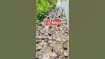 @cadacsan ✅ Có Mồi anh em ơi #Hàu tươi sống đầy ghe! #oyster #thuysantv @thuysanwork #fishing