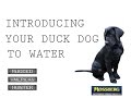 How To Introduce A Duck Dog To Water: Training A Retriever To Be A Hunting Dog