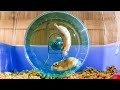 Russian hamster vs hamster wheel  pets wild at heart  bbc earth