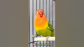 Thumbnail of Lovebird Singing and Chirping Sounds, My Smart Parrot, Beautiful Birds #lovebird #birds #parrot