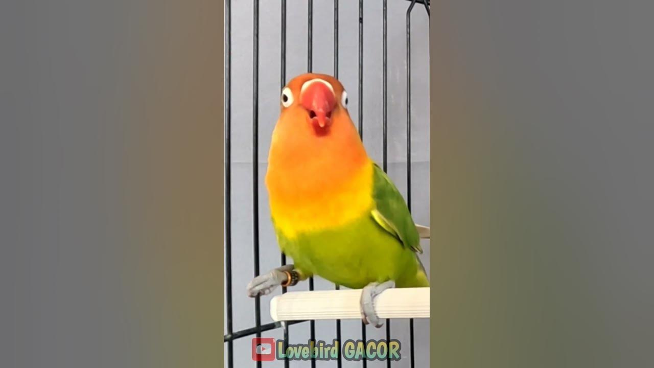 Lovebird Singing and Chirping Sounds, My Smart Parrot, Beautiful Birds #lovebird #birds #parrot