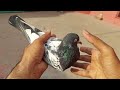 Cross breed pair ka shok  hashim mahmood pigeons