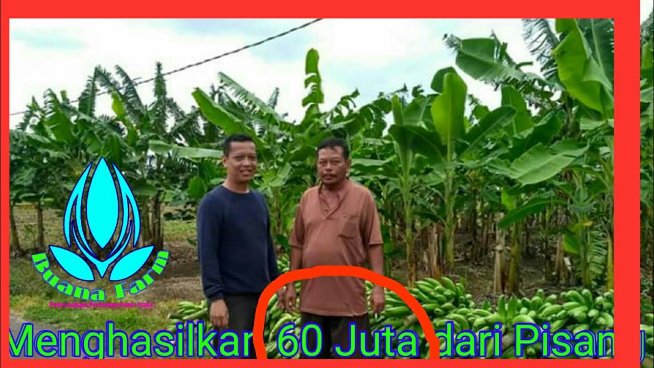 budidaya pisang