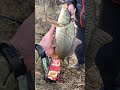 Сазан на удочку #казахстан #рыбалканаозере #уральскзко #поплавок#рыбалка #
