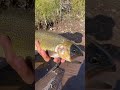 Massive trout escapes from kid’s hands #flyfishing #trout #colorado