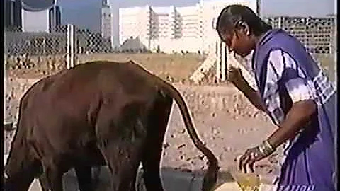 Why We Hindus Worship Mother Cow And Why We Drink Cow Urine