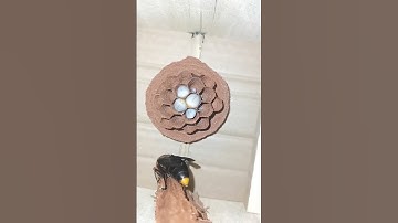 ong bắp cày xây tổ 2023 - ong rừng đông bắc #short #ongrung