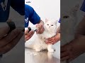 What happens when a shy cat steps out and into vetic for the first time cutecat catgrooming