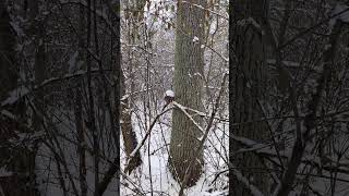 Птичье ? #Гнездо в  ️ Зимнем Лесу Bird's #Nest & Winter Forest - #Птицы и Природа Birds & Nature