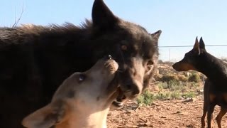 Wolf & Wolfdog Training: 