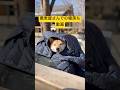 焼き鳥屋てら つくね店長の寝落ち動画in軽井沢のお蕎麦屋さん #shorts #dog #shibainu