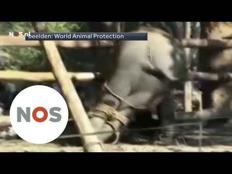 Video: Worden olifanten mishandeld in het circus?