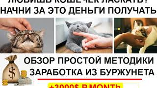 Как превратить любовь к домашним животным в Хрустящие купюры От 3000$ в Буржунете Как превратить любовь к домашним животным в Хрустящие купюры От 3000$ в Буржунете